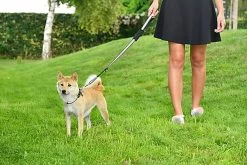 Bobby - Laisse Avec Attache Sécurité Voiture Rouge Pour Chien -Pet Soldes 40683