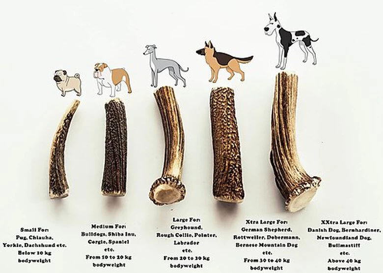 Animalis - Friandise Bois De Cerf Entier Pour Chien 3 Animalis - Friandise Bois De Cerf Entier Pour Chien – Image 3