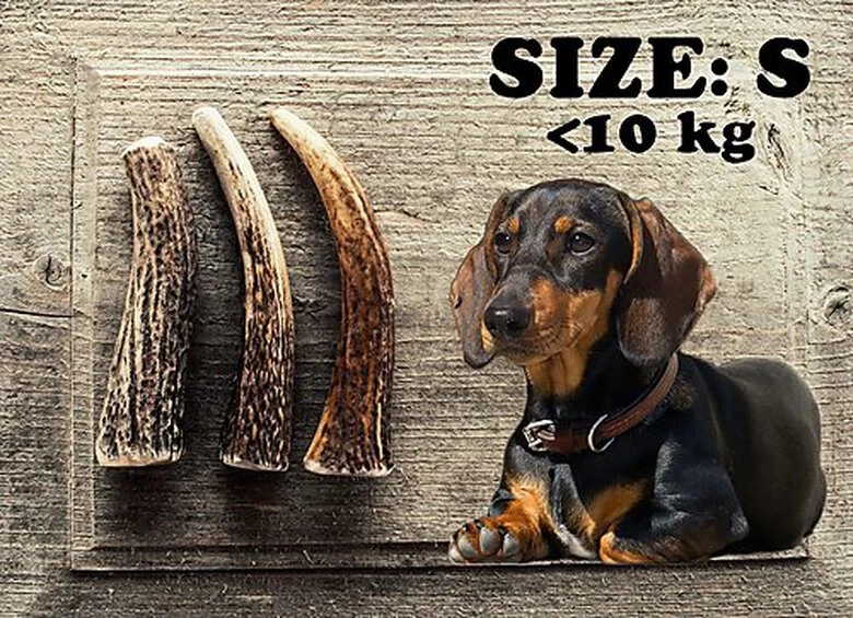 Animalis - Friandise Bois De Cerf Entier Pour Chien 2 Animalis - Friandise Bois De Cerf Entier Pour Chien – Image 2