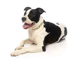 FuzzYard - Collier Piña Colada Pour Chien - M 11 FuzzYard - Collier Piña Colada Pour Chien - M -Pet Soldes 43228