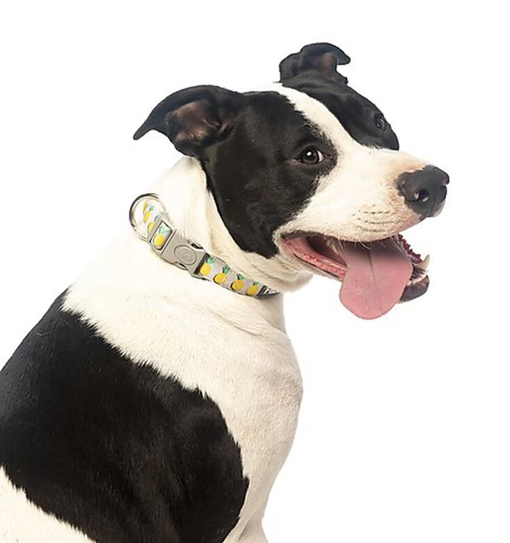 FuzzYard - Collier Piña Colada Pour Chien - M 3 FuzzYard - Collier Piña Colada Pour Chien - M – Image 3