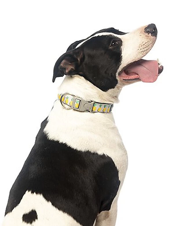 FuzzYard - Collier Piña Colada Pour Chien - M 2 FuzzYard - Collier Piña Colada Pour Chien - M – Image 2