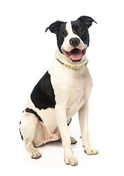 FuzzYard - Collier Piña Colada Pour Chien - M 13 FuzzYard - Collier Piña Colada Pour Chien - M -Pet Soldes 43231