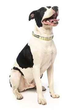 FuzzYard - Collier Piña Colada Pour Chien - M 12 FuzzYard - Collier Piña Colada Pour Chien - M -Pet Soldes 43232