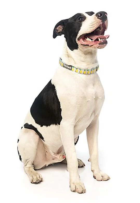 FuzzYard - Collier Piña Colada Pour Chien - M 5 FuzzYard - Collier Piña Colada Pour Chien - M – Image 5