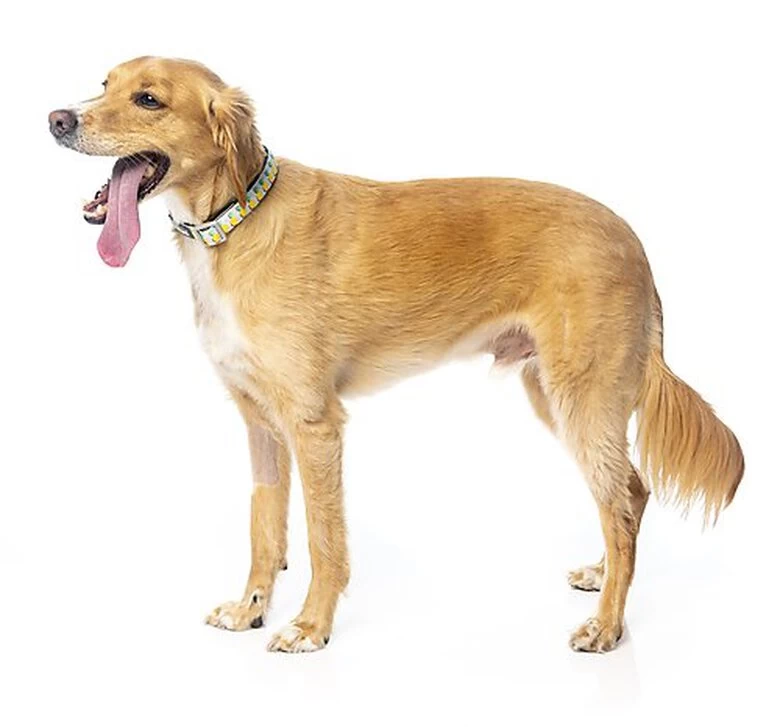 FuzzYard - Collier Piña Colada Pour Chien - M 7 FuzzYard - Collier Piña Colada Pour Chien - M – Image 7