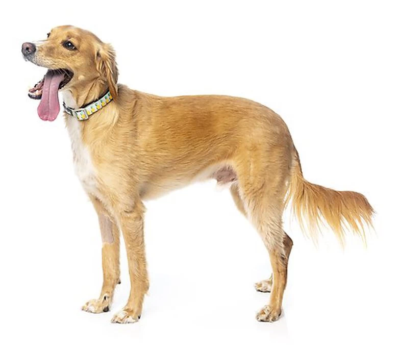 FuzzYard - Collier Piña Colada Pour Chien - M 8 FuzzYard - Collier Piña Colada Pour Chien - M – Image 8