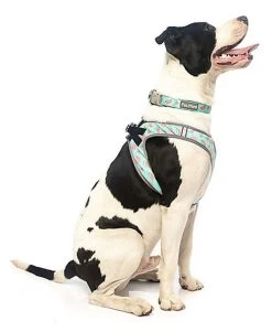 FuzzYard - Harnais Summer Punch Pour Chien - L -Pet Soldes 43258