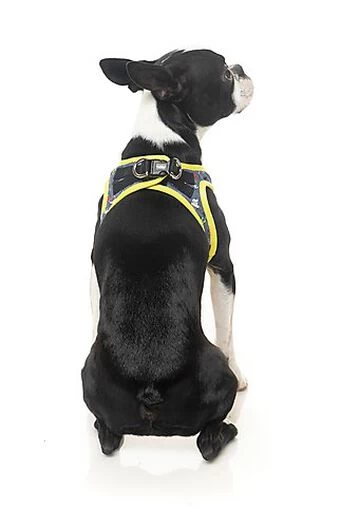 FuzzYard - Harnais Coachella Pour Chien - XL 3 FuzzYard - Harnais Coachella Pour Chien - XL – Image 3