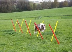 Kerbl - Kit Complet Agility Pour Chiens 8 Kerbl - Kit Complet Agility Pour Chiens -Pet Soldes 51526