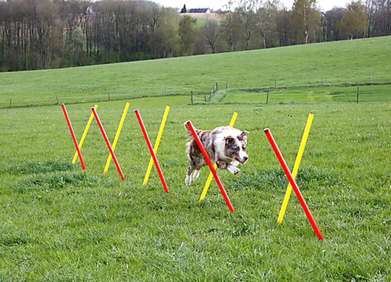 Kerbl - Kit Complet Agility Pour Chiens 3 Kerbl - Kit Complet Agility Pour Chiens – Image 3