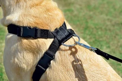 Zolux - Harnais De Sécurité Auto Pour Chien -Pet Soldes 6429