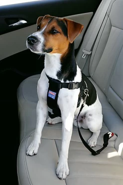 Zolux - Harnais De Sécurité Auto Pour Chien -Pet Soldes 6532