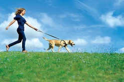 Zolux - Harnais De Sécurité Auto Pour Chien -Pet Soldes 6543