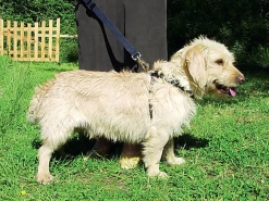 Zolux - Harnais De Sécurité Auto Pour Chien -Pet Soldes 6575