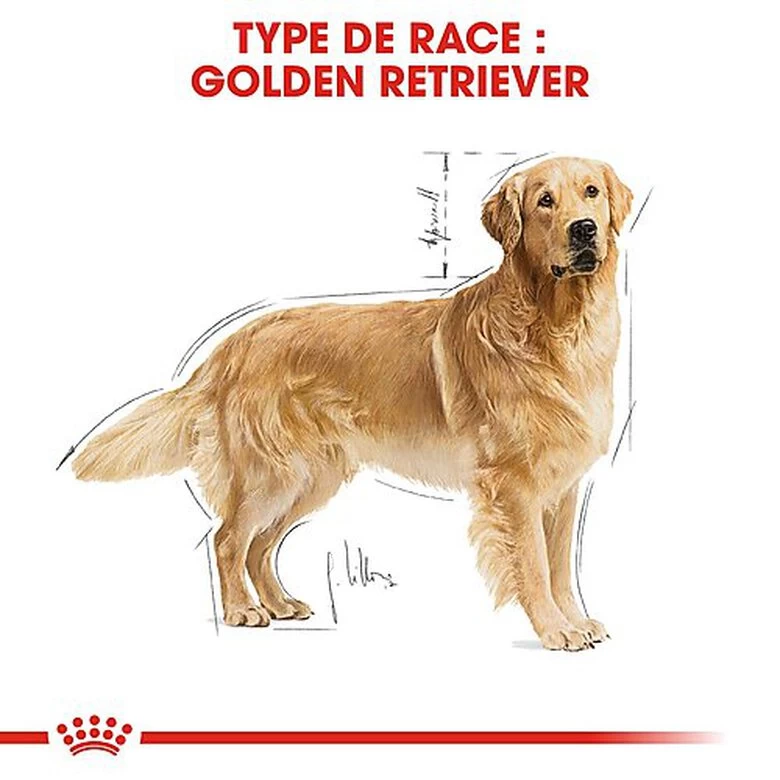 Royal Canin - Croquettes Golden Retriever Pour Chien Adulte 2 Royal Canin - Croquettes Golden Retriever Pour Chien Adulte – Image 2