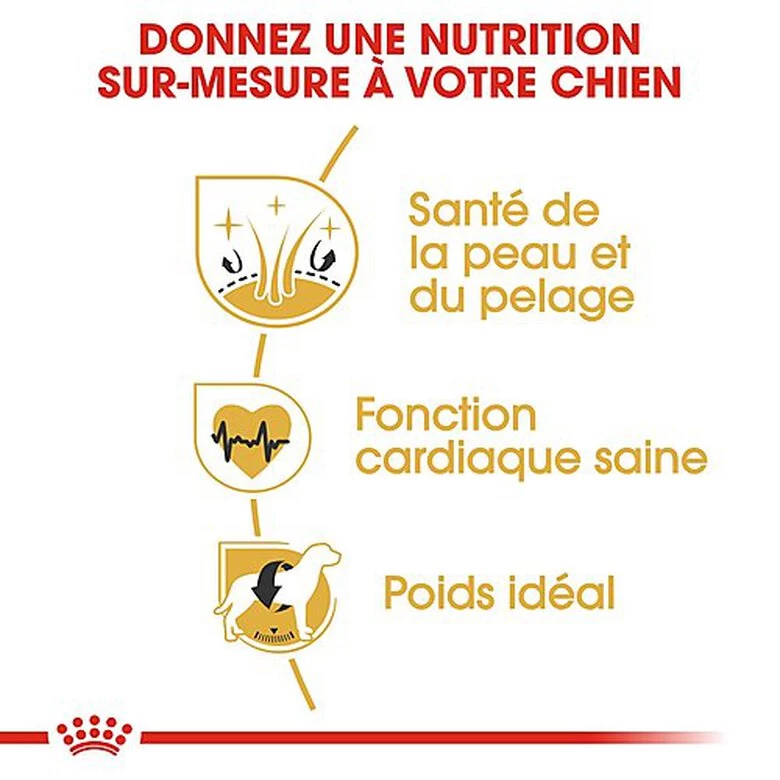 Royal Canin - Croquettes Golden Retriever Pour Chien Adulte 5 Royal Canin - Croquettes Golden Retriever Pour Chien Adulte – Image 5