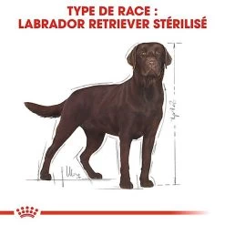 Royal Canin - Croquettes Labrador Pour Chien Stérilisé - 12Kg -Pet Soldes 67585