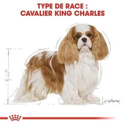Royal Canin - Croquettes Cavalier King Charles Pour Chien Adulte 12 Royal Canin - Croquettes Cavalier King Charles Pour Chien Adulte -Pet Soldes 67592