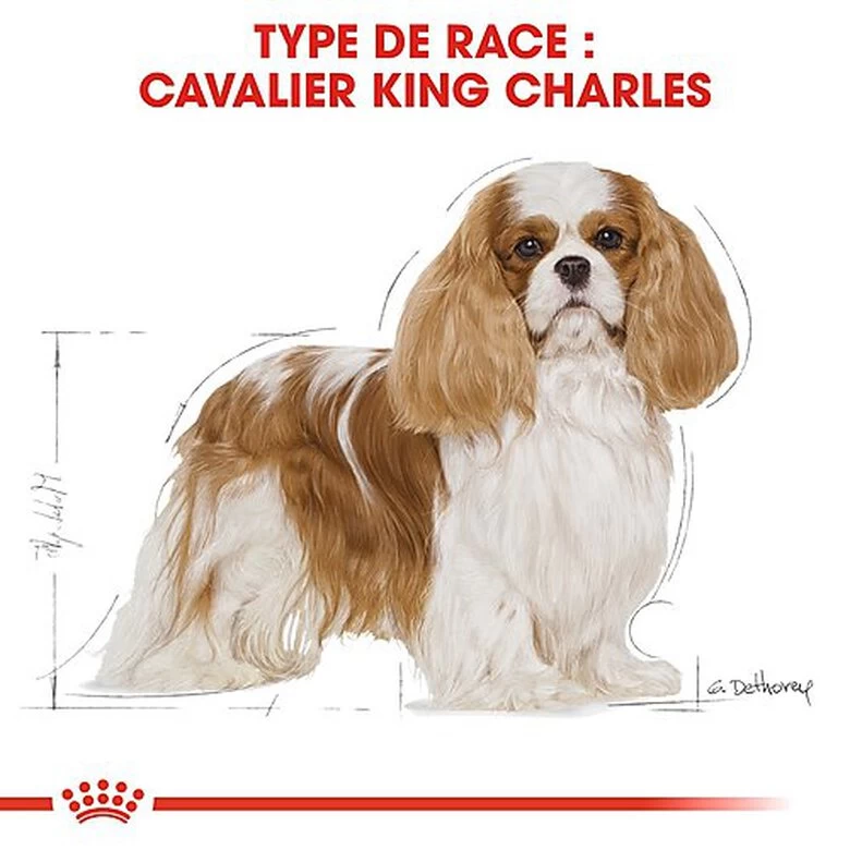 Royal Canin - Croquettes Cavalier King Charles Pour Chien Adulte 4 Royal Canin - Croquettes Cavalier King Charles Pour Chien Adulte – Image 4