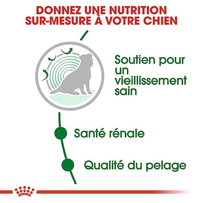 Royal Canin - Croquettes Mini Ageing 12+ Pour Chien Senior - 3,5Kg 4 Royal Canin - Croquettes Mini Ageing 12+ Pour Chien Senior - 3,5Kg – Image 4