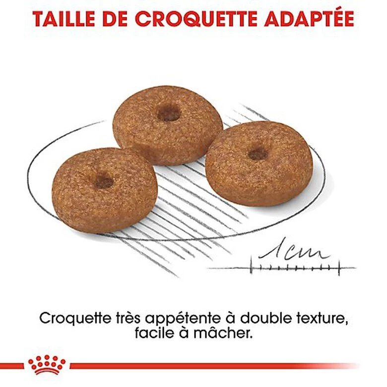 Royal Canin - Croquettes Mini Ageing 12+ Pour Chien Senior - 3,5Kg 5 Royal Canin - Croquettes Mini Ageing 12+ Pour Chien Senior - 3,5Kg – Image 5