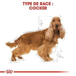 Royal Canin - Croquettes Cocker Pour Chien Adulte -Pet Soldes 67778