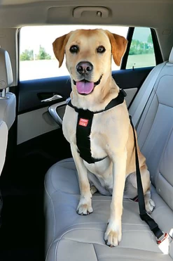 Zolux - Harnais De Sécurité Auto Pour Chien -Pet Soldes 6786