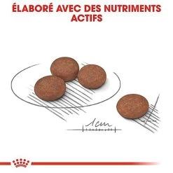 Royal Canin - Croquettes Mini Digestive Care Pour Chien - 3Kg -Pet Soldes 68124