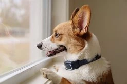 PetSafe - Collier Anti-Aboiement En Spray Pour Chien 7 PetSafe - Collier Anti-Aboiement En Spray Pour Chien -Pet Soldes 74197