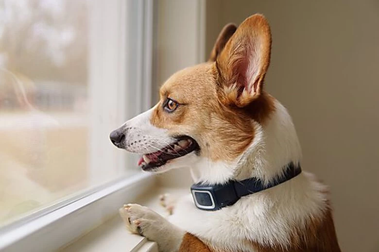 PetSafe - Collier Anti-Aboiement En Spray Pour Chien 4 PetSafe - Collier Anti-Aboiement En Spray Pour Chien – Image 4