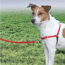 PetSafe - Harnais Easy Walk Rouge Pour Chiens - S 5 PetSafe - Harnais Easy Walk Rouge Pour Chiens - S -Pet Soldes 74234