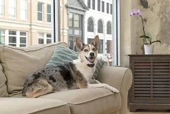 PetSafe Pet Safe - Collier Anti-Aboiement Lite PBC19-16448 Pour Chien -Pet Soldes 74313