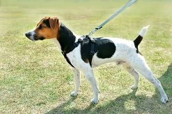 Zolux - Harnais De Sécurité Auto Pour Chien -Pet Soldes 7525