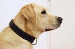 Bobby - Collier Classique Haute Finition Noir Pour Chiens - 75cm 3 Bobby - Collier Classique Haute Finition Noir Pour Chiens - 75cm -Pet Soldes 75747