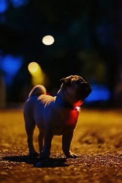 Tickless - Répulsif Antiparasitaire Mini Dog Ultrason Rechargeable Pour Chiens - Noir 8 Tickless - Répulsif Antiparasitaire Mini Dog Ultrason Rechargeable Pour Chiens - Noir -Pet Soldes 76316