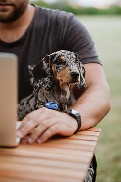 Tickless - Répulsif Antiparasitaire Mini Dog Ultrason Rechargeable Pour Chiens - Bleu -Pet Soldes 76335